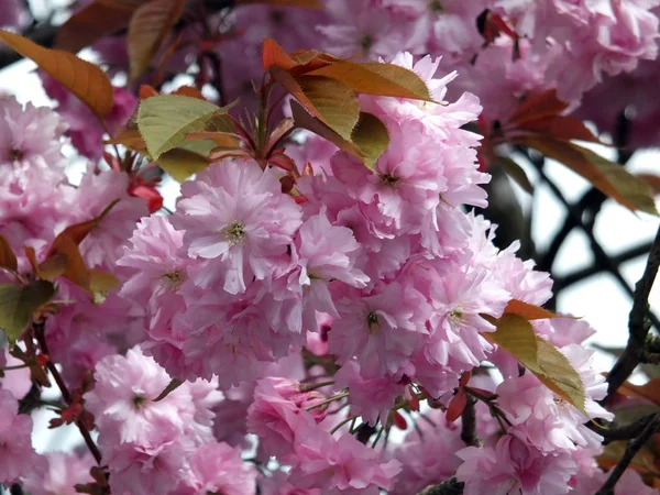 pembe kiraz çiçekleri, seçici odak