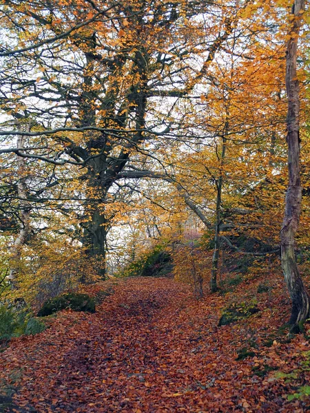 Höst Bokskog Med Nedfallna Löv Och Gyllene Färger — Stockfoto