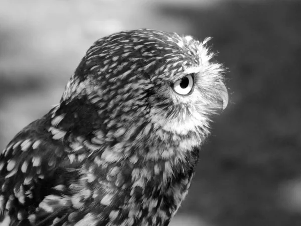 Little owl in profile close up — Stock Photo, Image