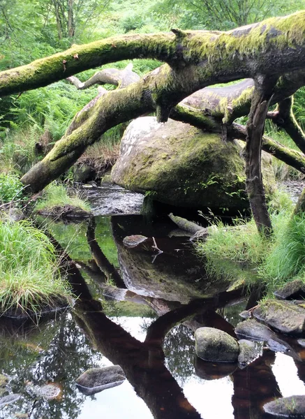 Árbol caído con ramificado alrededor de una gran roca en un lago tranquilo —  Fotos de Stock