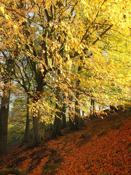 Sunlit beech forest in autumn with glowing golden leaves on a sl — Stock Photo, Image