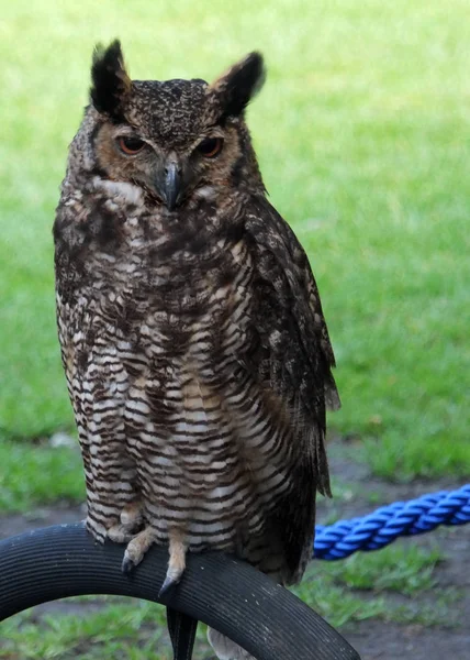 Long eared owl perched and facing camera — Stock Photo, Image