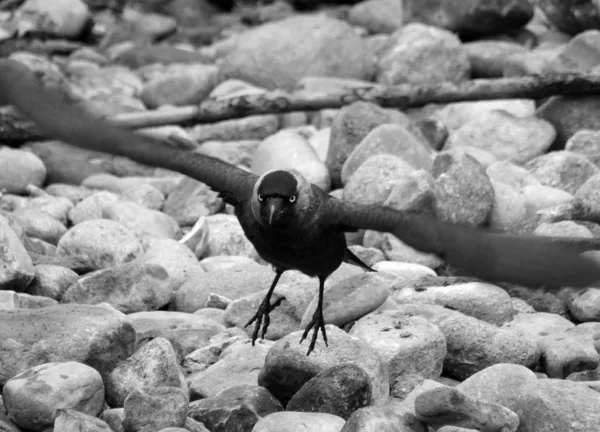 Crow opstijgen van rotsachtige achtergrond met klauwen naar beneden — Stockfoto