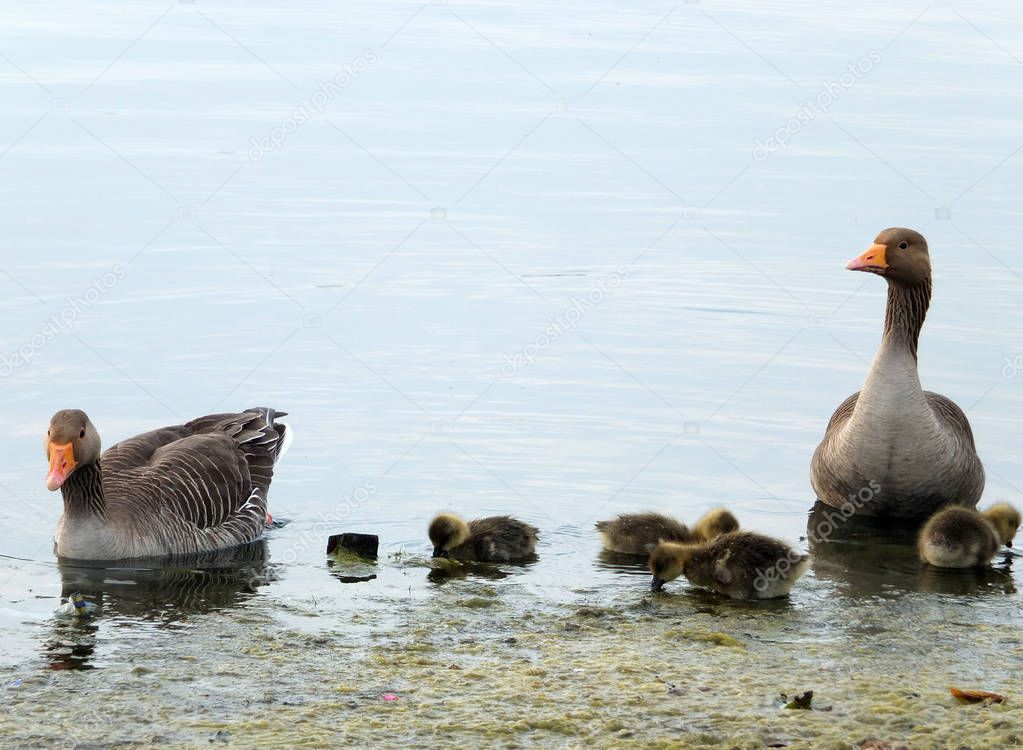 greylag gees and goslings swimming 