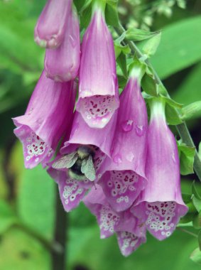 İngiliz kırsalında vahşi tilki eldivenleri ve arı polenleri
