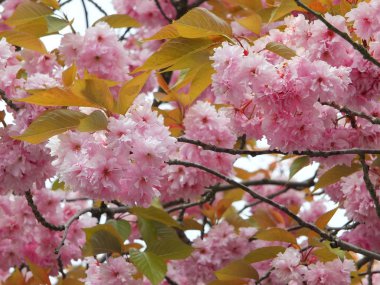 yeşil yaprakları ile pembe bahar kiraz çiçeği