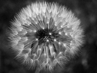 tek renkli karahindiba saati