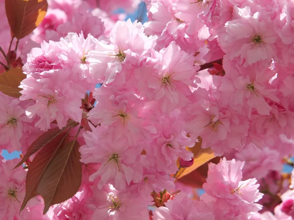 Fleur Cerisier Rose Gros Plan Printemps Avec Ciel Bleu — Photo