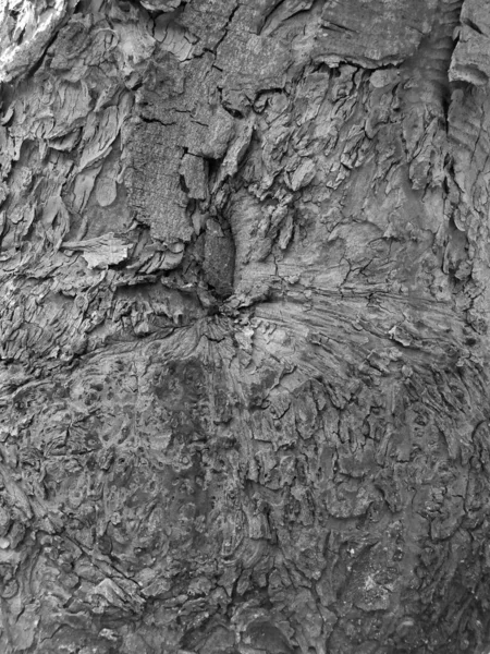 Texture rugueuse d'écorce d'arbre avec des fissures — Photo