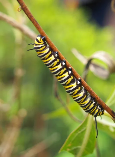 Monarchfalter Raupe Ruht Auf Einem Pflanzenstiel — Stockfoto