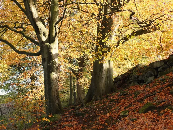 Bosque soleado de otoño con dos hayas gigantes en colores otoñales —  Fotos de Stock