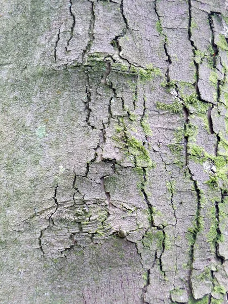 Тріснута деревна кора з сірим і зеленим — стокове фото