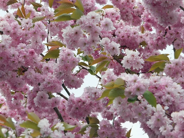 Zachte Lichtroze Lente Cherry Blossom Met Groene Bladeren — Stockfoto