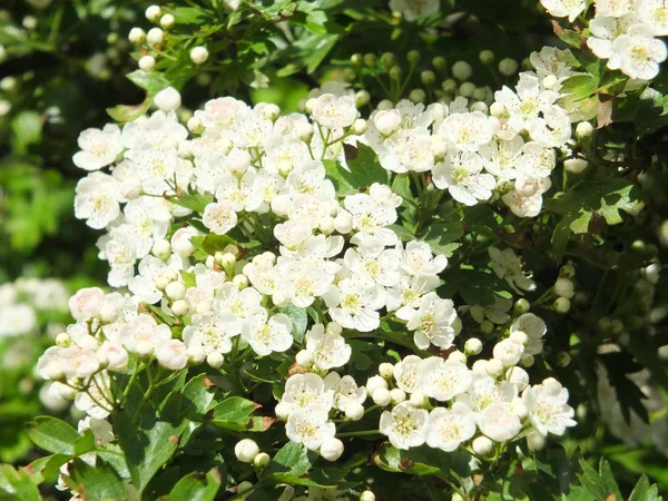 Flores de espino en el árbol en primavera —  Fotos de Stock