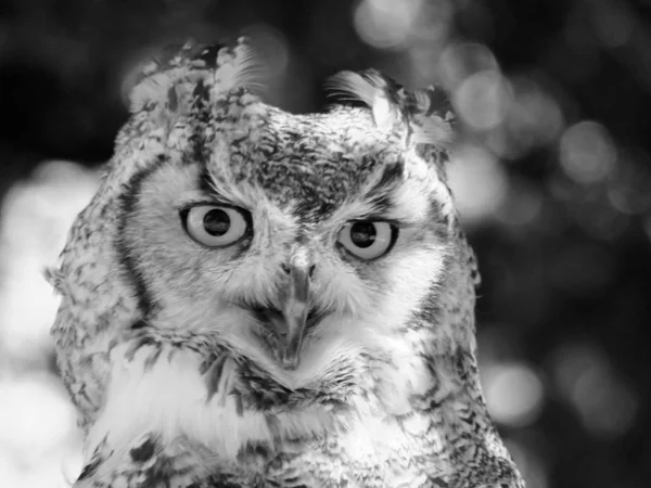 Närbild på lång eared Owl — Stockfoto