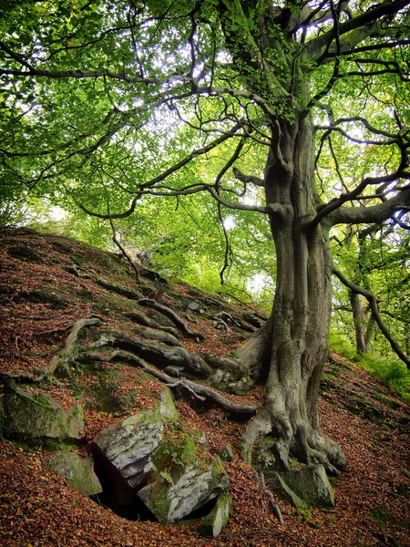 Vieil arbre tordu sur une colline rocheuse avec des racines étalées dans un f — Photo