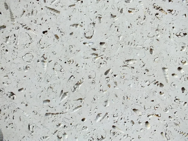Плита из белого ископаемого известняка, используемая в тротуаре и строительстве — стоковое фото