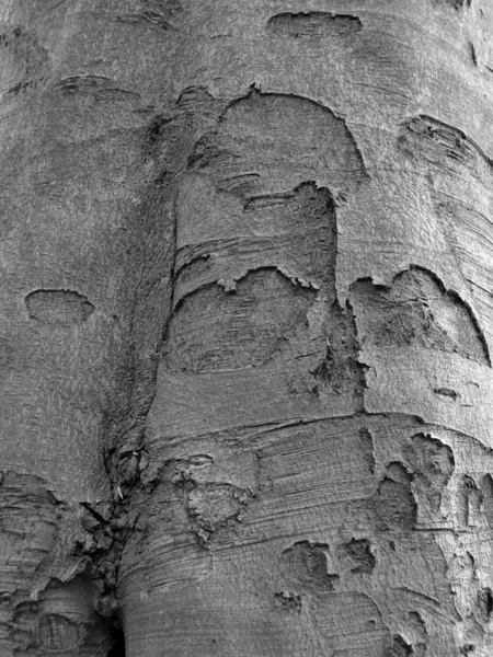 old beech bark with rough texture in grey