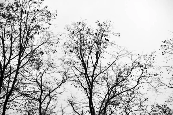 Corvos polindo em uma árvore de inverno com céu branco — Fotografia de Stock