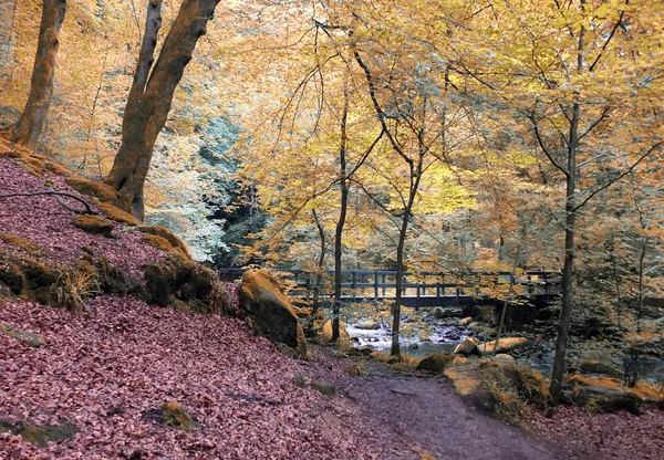 Beautiful autumn woodland with river and wooden bridge in hardca — Stock Photo, Image