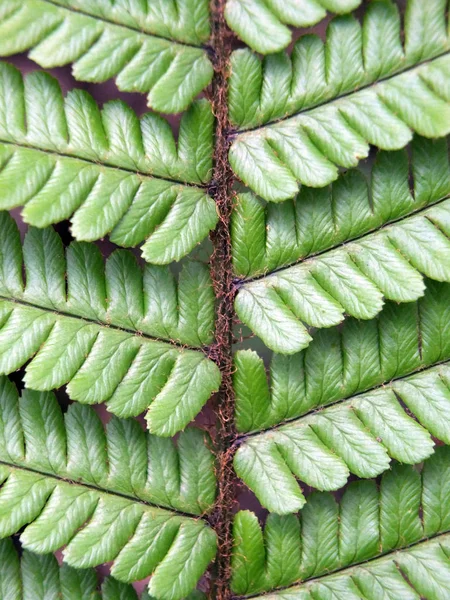 Detalhe de uma folha de samambaia em close-up — Fotografia de Stock