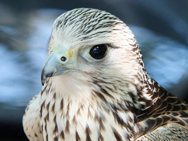 Close up of a kestrel looking — Stock Photo, Image