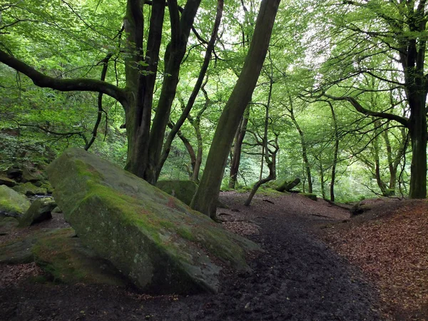 Un sendero oscuro del bosque que conduce cuesta abajo con grandes rocas cubiertas de musgo y hojas verdes brillantes en árboles altos del bosque — Foto de Stock
