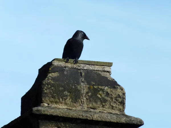 Crow perched on an old stone chimney against a blue sky — Stock Photo, Image