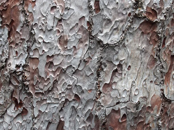 카나리아 소나무의 껍질닫기 — 스톡 사진