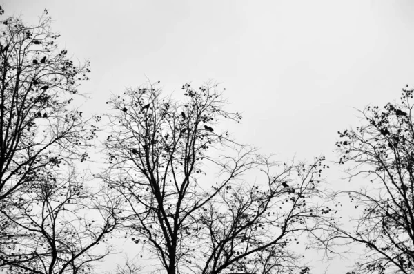Krähen schlafen in einem Winterbaum mit weißem Himmel — Stockfoto
