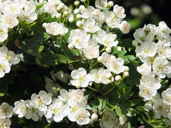 Wild hawthorn flowers in spring — Stock Photo, Image