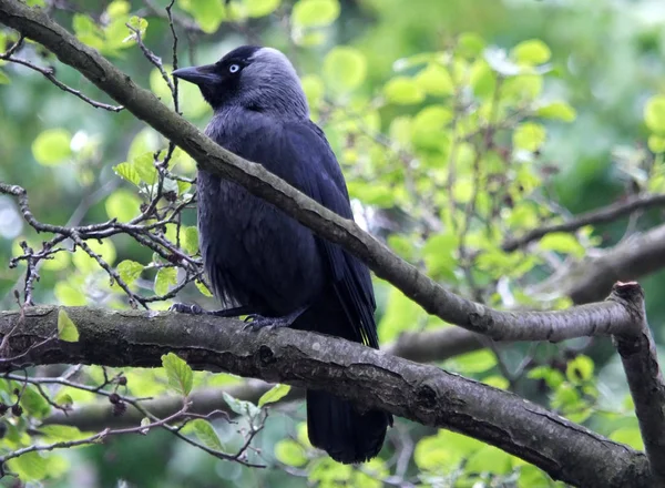 Jackdaw profilinde bir şube tünemiş — Stok fotoğraf