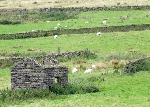 Ön planda harap bir yazlık ve Yorkshire dalesscenic yüksek kır ot kümeleri ile kuru taş duvarlarla çevrili alanlarda otlayan koyun — Stok fotoğraf