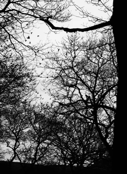 Tree Trunks Selective Focus Black White — Stock Photo, Image