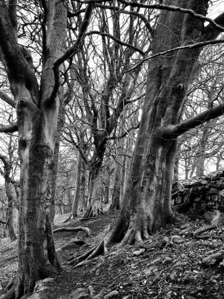 Troncos Árbol Enfoque Selectivo Blanco Negro — Foto de Stock