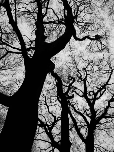 Tree Trunks Selective Focus Black White — Stock Photo, Image