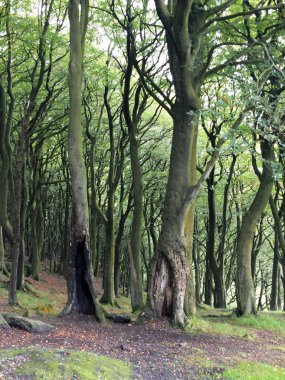 bölünmüş ağaçlar horsehold, seçici odak