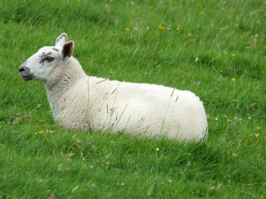 profilde yeşil bir alanda oturan bahar kuzu