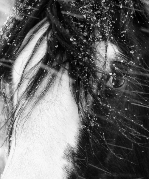 Blízký portrét koně v padajícím sněhu — Stock fotografie