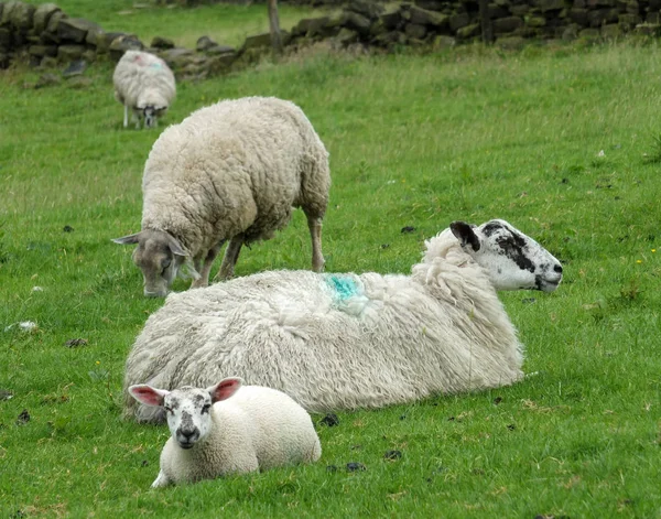 Moutons et un agneau à l'extérieur dans les champs avec des murs de pierre à Yorkshir — Photo