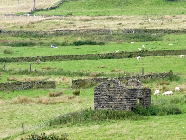 Ön planda harap bir kulübe ve Yorkshire dales yüksek kır ot kümeleri ile kuru taş duvarlarla çevrili alanlarda otlayan koyun — Stok fotoğraf