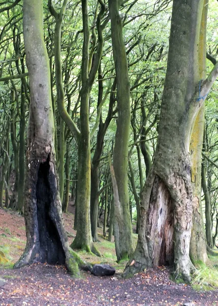 Bosque de haya verde con viejos árboles huecos partidos — Foto de Stock