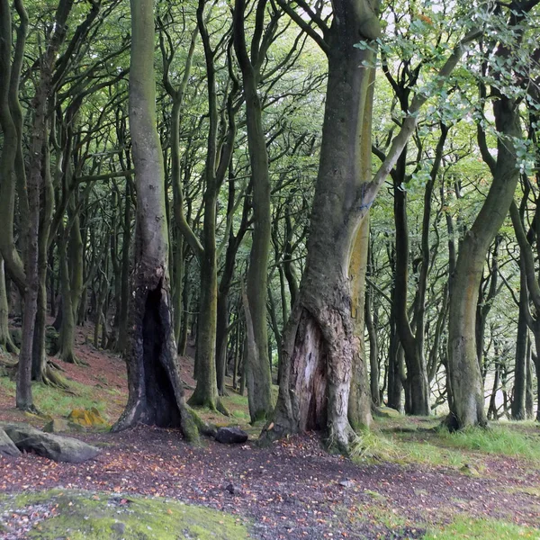 Troncos de madera de haya oscura densa a principios de otoño — Foto de Stock