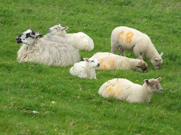 Ovejas y corderos jóvenes en un grupo en un campo en Yorkshire — Foto de Stock