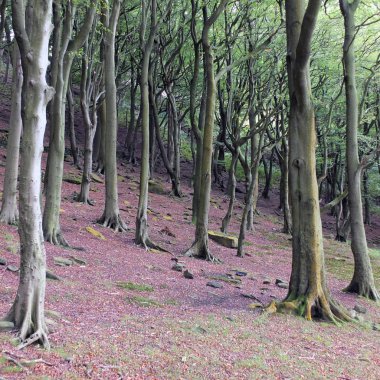 yorkshire İngiltere'de kırmızı orman zeminile dik bir yamaç üzerinde kayın ormanlık 