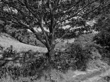 tek renkli duvar ve tarlalar ile ağaç ve ülke yolu