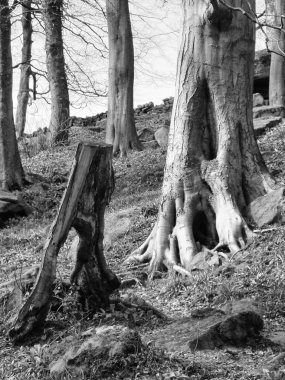 büyük kökleri ve uzakta bir taş duvar ile ormanlık bir ağaç kütüğü ile uzun boylu eski kayın ağaçları