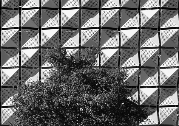 Black White View Tree Building Background — Stockfoto