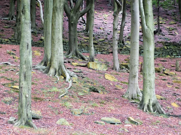 Buchenstämme Grün Bemoosten Farben Einem Roten Felsigen Waldboden — Stockfoto