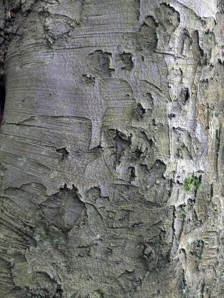 Φλοιός Πλάτανος Ώριμη Δασική Δέντρο — Φωτογραφία Αρχείου